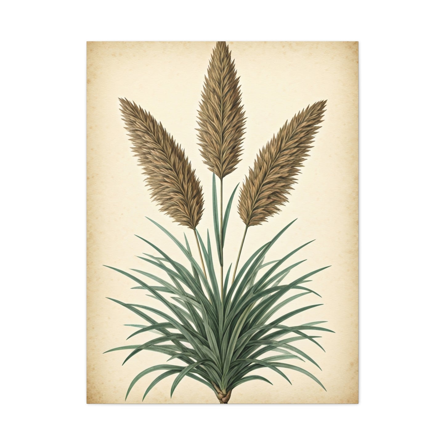 Wild Grass and Seed Heads Illustration Wall Art & Canvas Prints