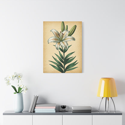 Lily Blossom Illustration Wall Art & Canvas Prints