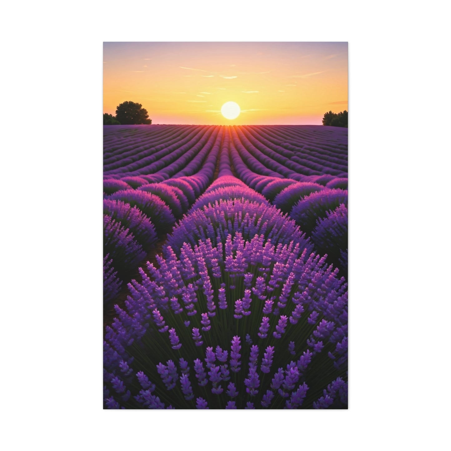Lavender Fields at Sunset Wall Art & Canvas Prints
