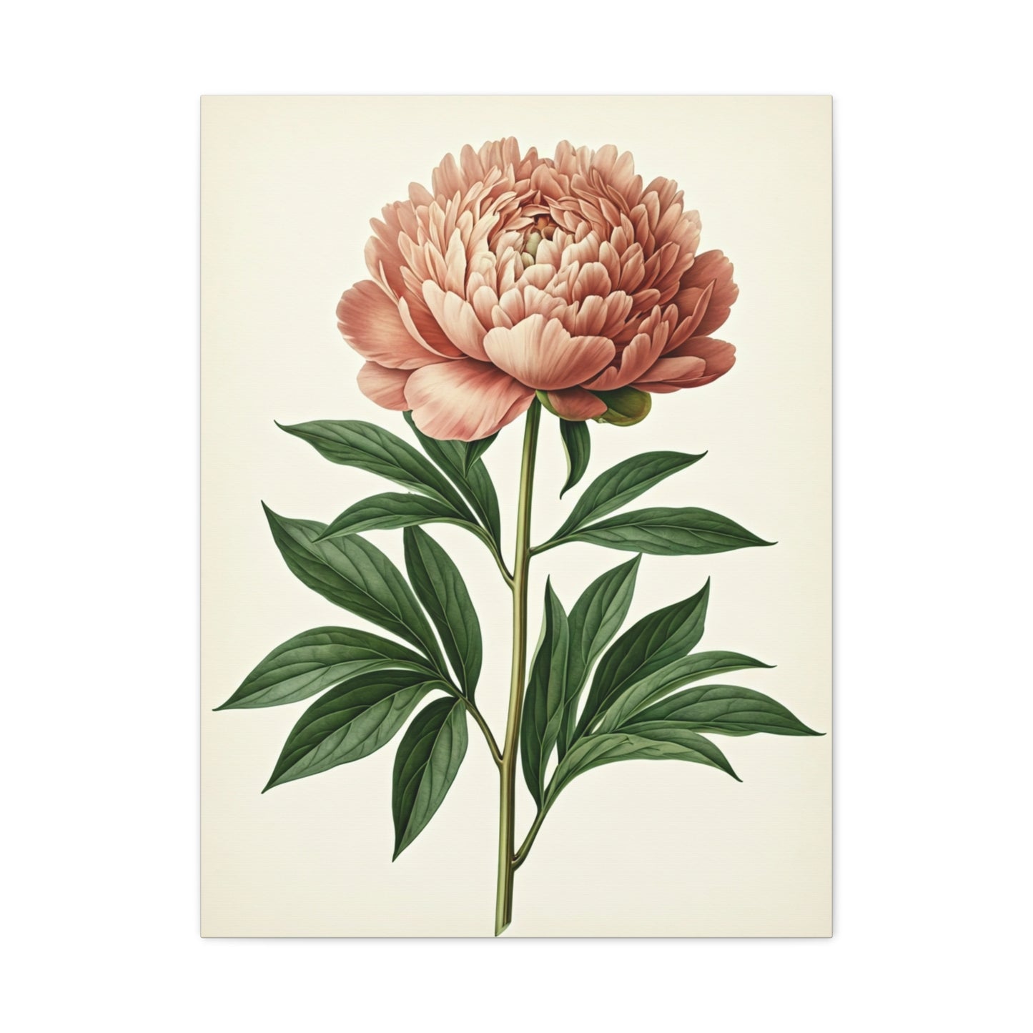 Peony Flower Study Wall Art & Canvas Prints