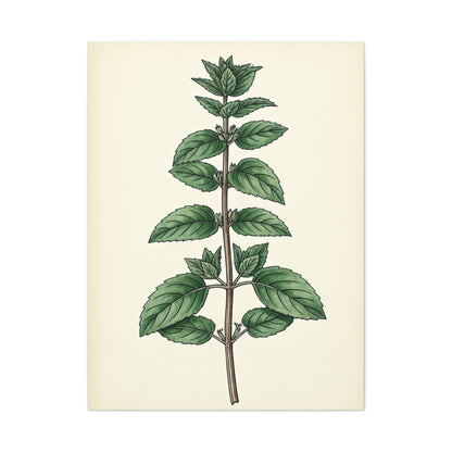 Mint Plant Herbal Illustration Wall Art & Canvas Prints