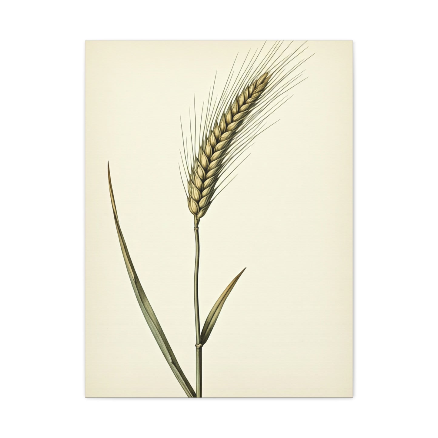 Golden Grain Stem Illustration Wall Art & Canvas Prints