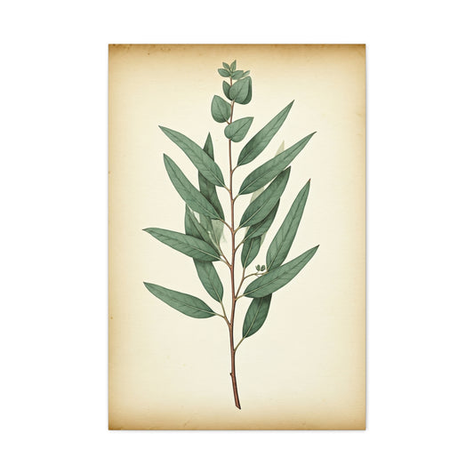 Eucalyptus Branch Illustration Wall Art & Canvas Prints