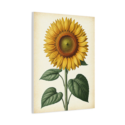Sunflower Illustration Wall Art & Canvas Prints
