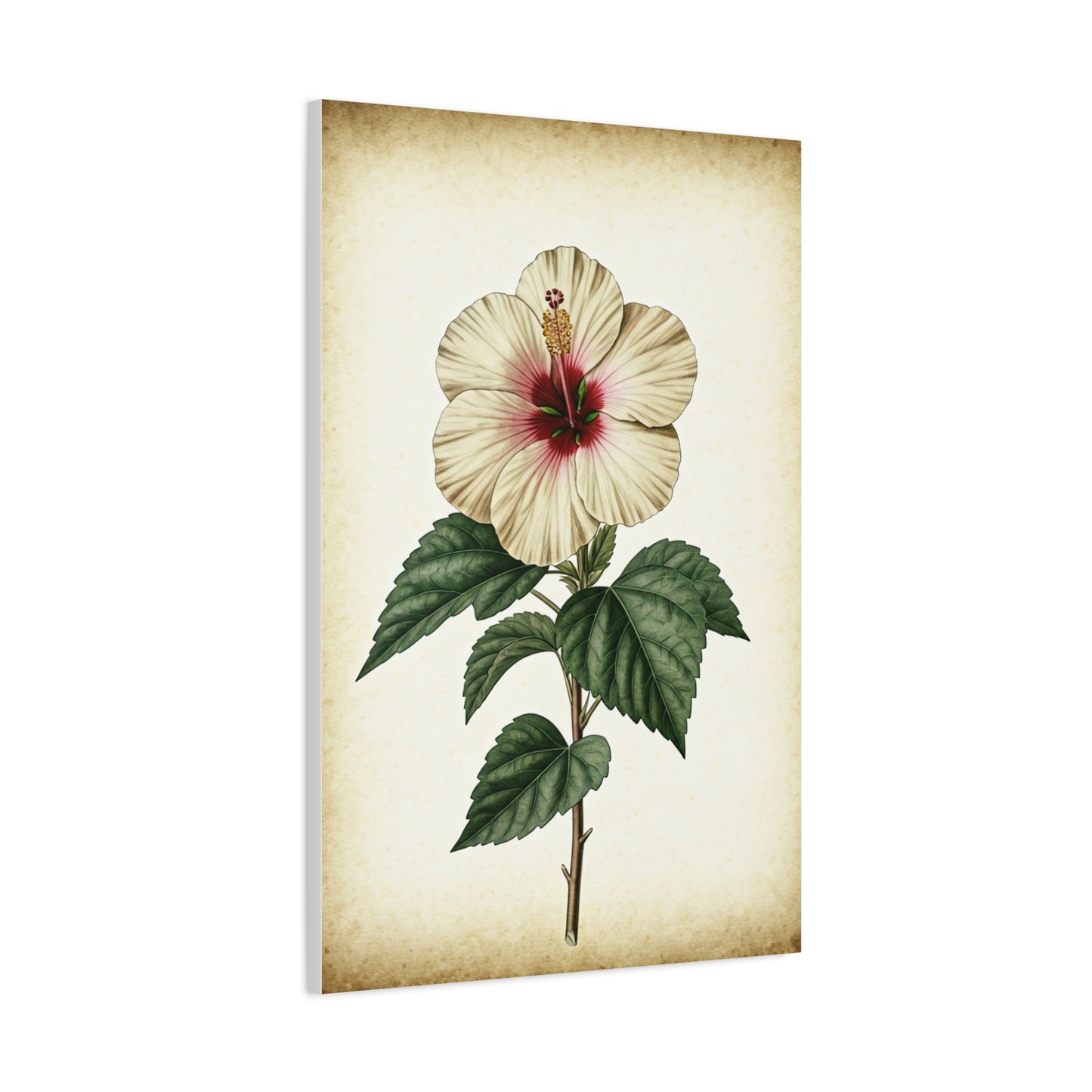 White Hibiscus Illustration Wall Art & Canvas Prints