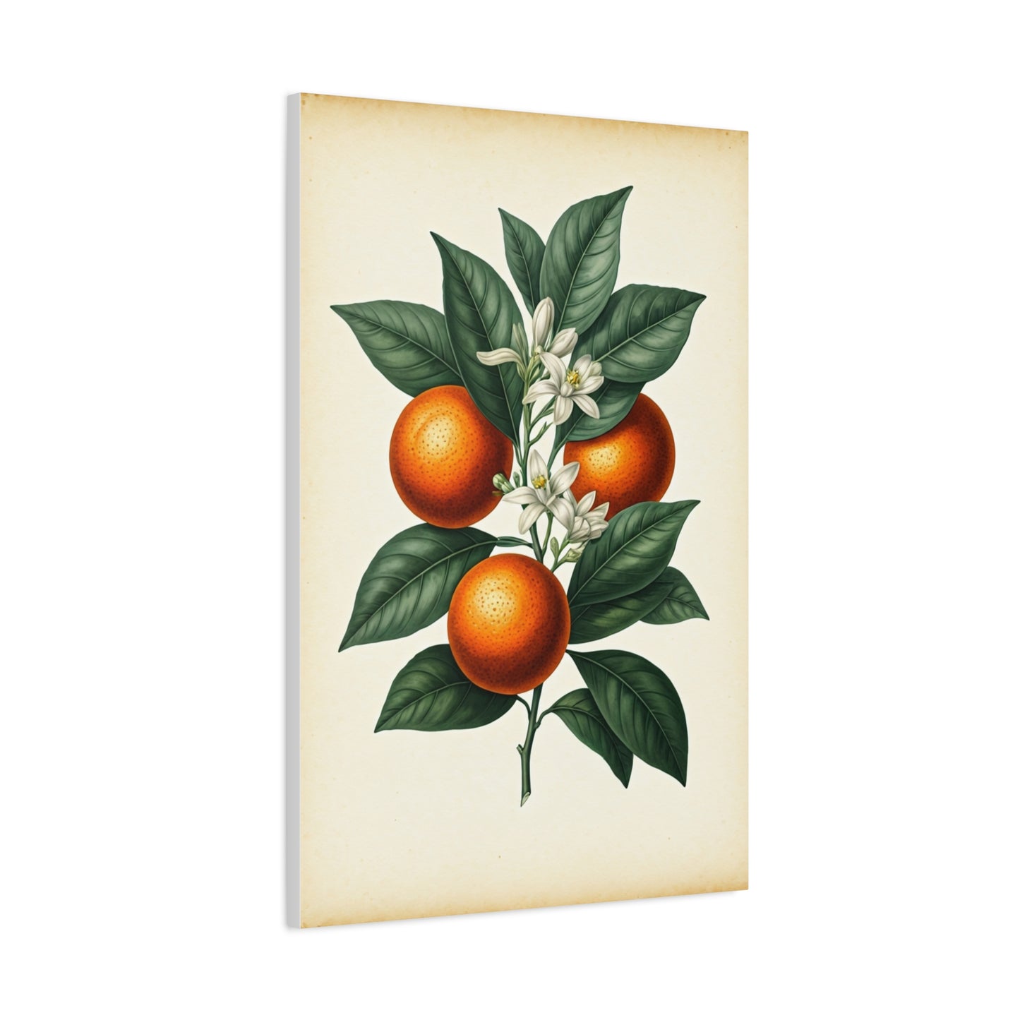 Oranges and Blossoms Illustration Wall Art & Canvas Prints