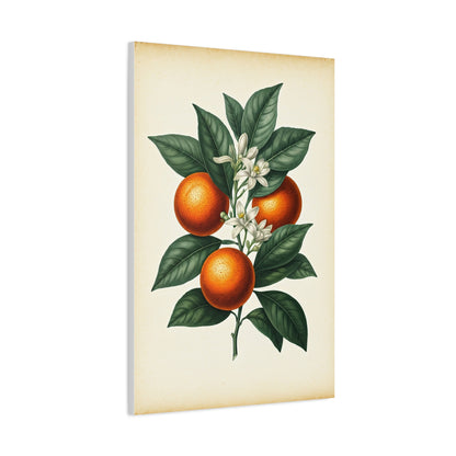 Oranges and Blossoms Illustration Wall Art & Canvas Prints