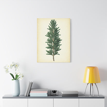 Rosemary Herb Vintage Study Wall Art & Canvas Prints