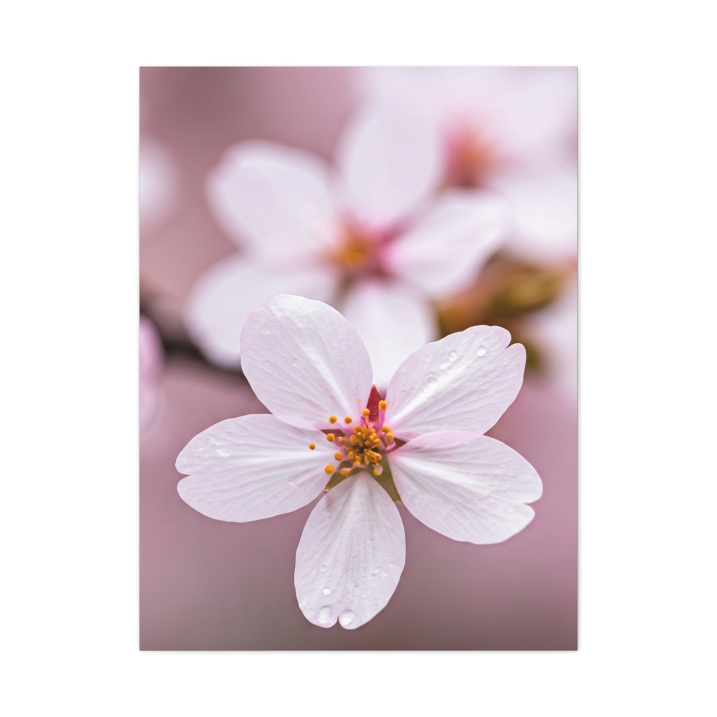 Soft Sakura Petal Macro Photography Wall Art & Canvas Prints
