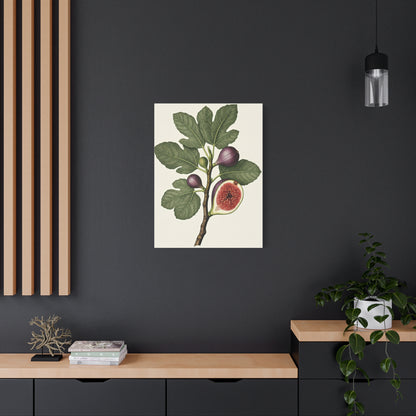 Fig Branch Illustration Wall Art & Canvas Prints