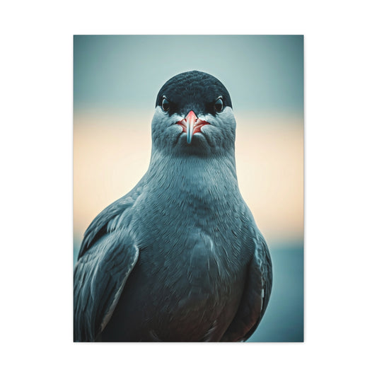 Arctic Tern Portrait Wall Art & Canvas Prints