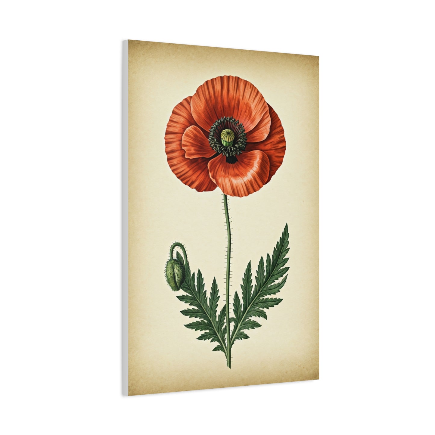 Poppy Flower Vintage Study Wall Art & Canvas Prints