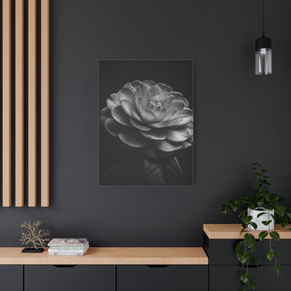 Camellia Bloom in Shadow Monochrome Wall Art & Canvas Prints