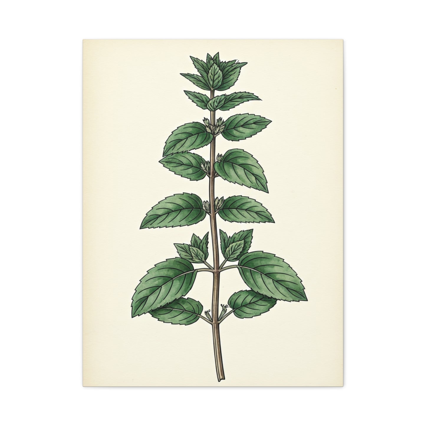 Mint Plant Herbal Illustration Wall Art & Canvas Prints