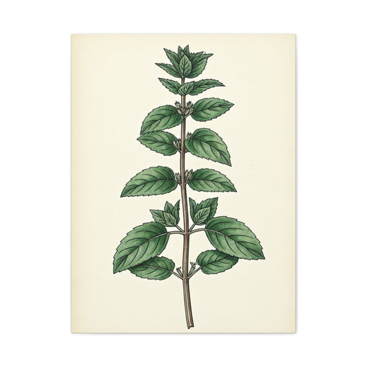 Mint Plant Herbal Illustration Wall Art & Canvas Prints