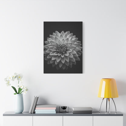 Dahlia Bloom in Shadow Monochrome Wall Art & Canvas Prints