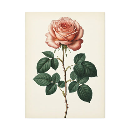 Vintage Rose Illustration Wall Art & Canvas Prints