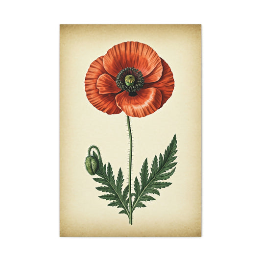 Poppy Flower Vintage Study Wall Art & Canvas Prints