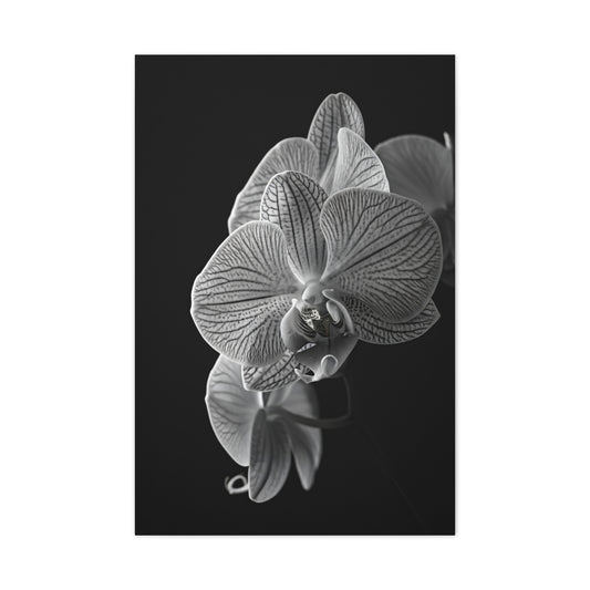 Elegant Orchid Portrait Monochrome Wall Art & Canvas Prints