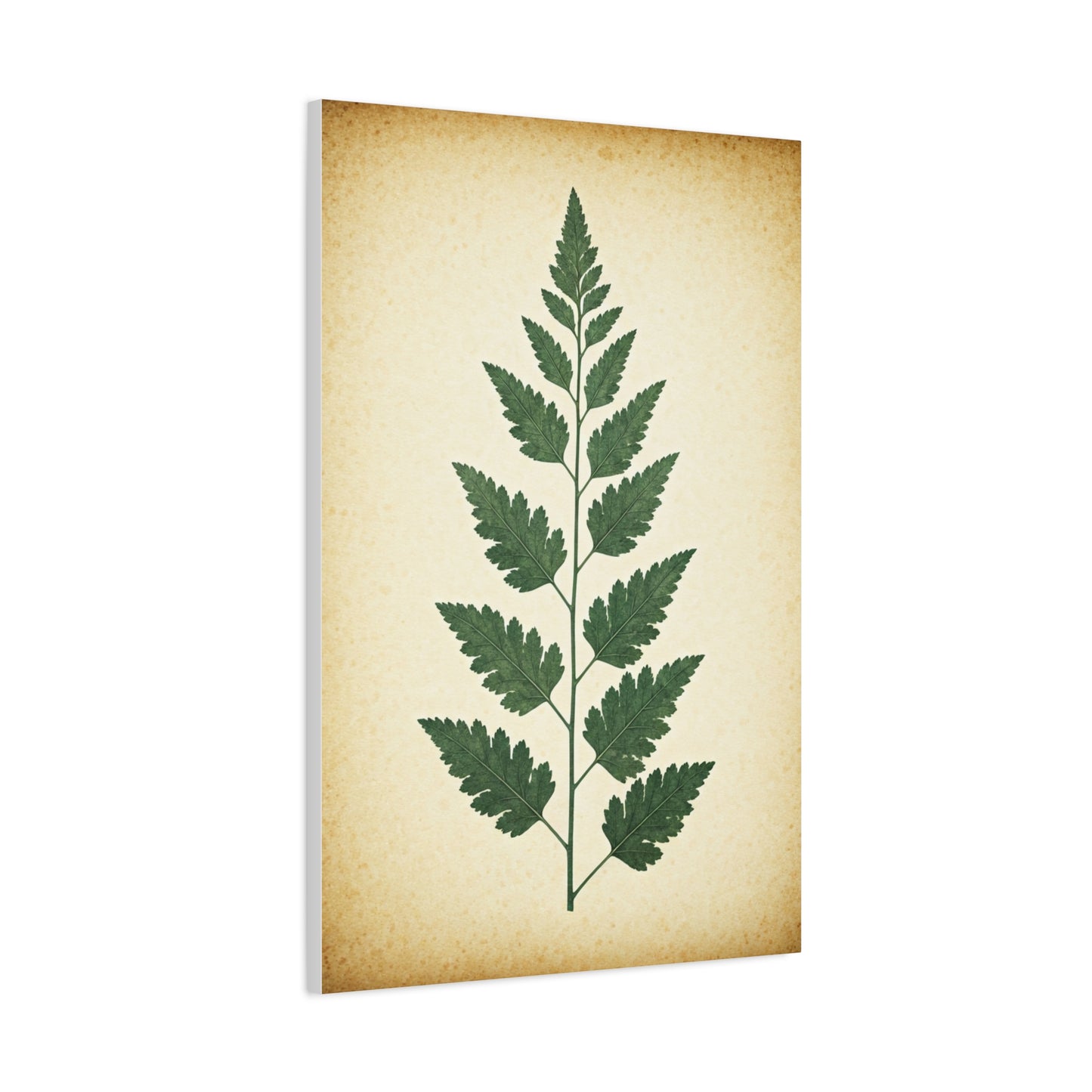 Vintage Fern Study Wall Art & Canvas Prints