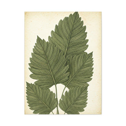 Vintage Leaf Study Illustration Wall Art & Canvas Prints