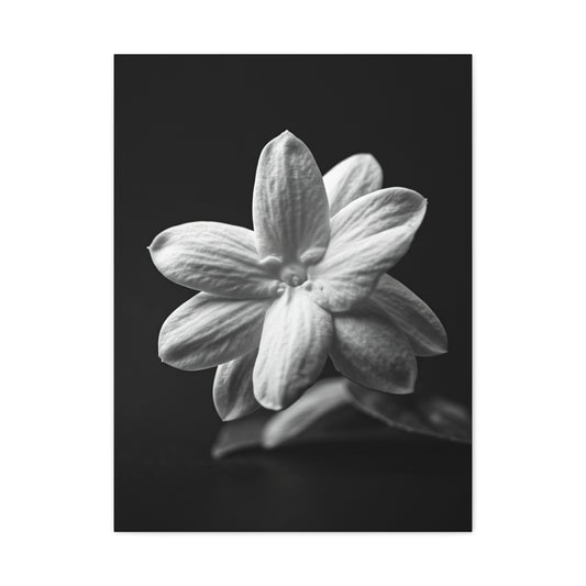 Midnight Jasmine Bloom Wall Art & Canvas Prints