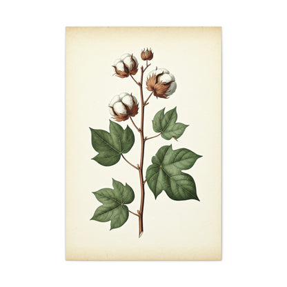 Cotton Plant Illustration Wall Art & Canvas Prints