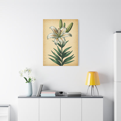 Lily Blossom Illustration Wall Art & Canvas Prints