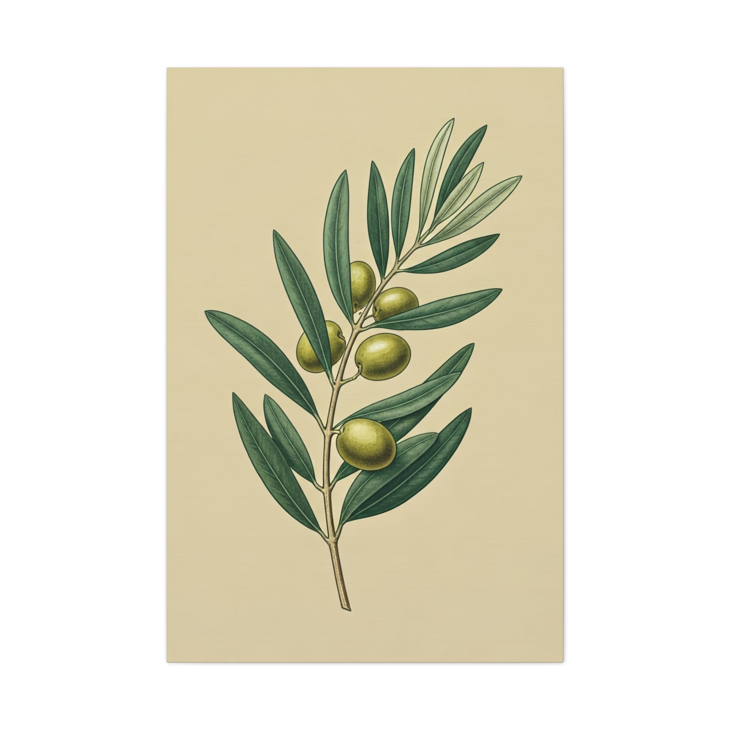 Olive Branch Study Wall Art & Canvas Prints