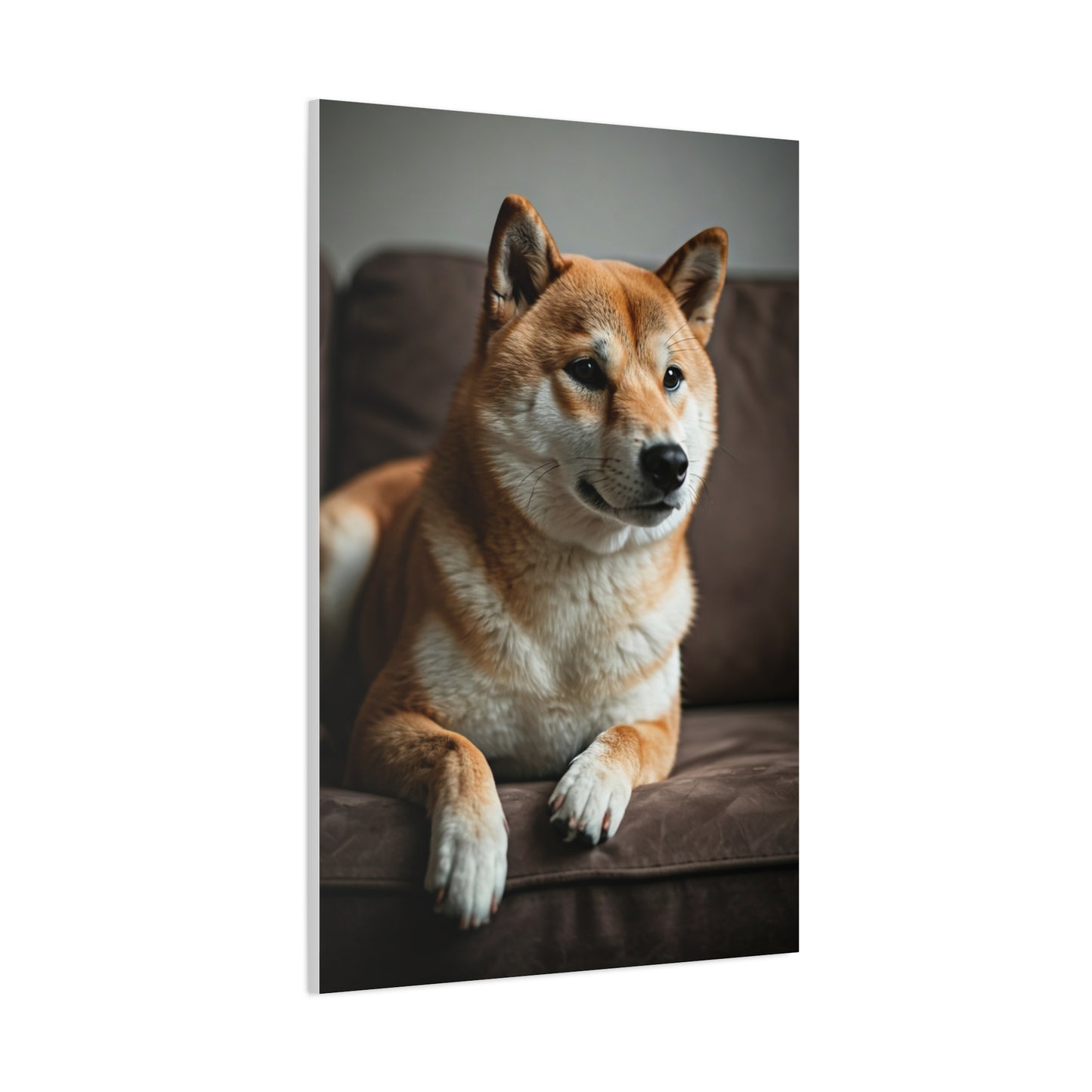 Cozy Shiba Serenity Wall Art & Canvas Print