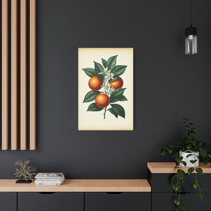 Oranges and Blossoms Illustration Wall Art & Canvas Prints
