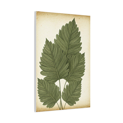 Vintage Leaf Study Illustration Wall Art & Canvas Prints