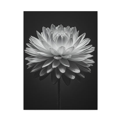 Symmetrical Dahlia Bloom Wall Art & Canvas Prints
