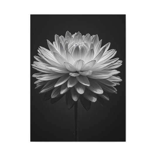 Symmetrical Dahlia Bloom Wall Art & Canvas Prints