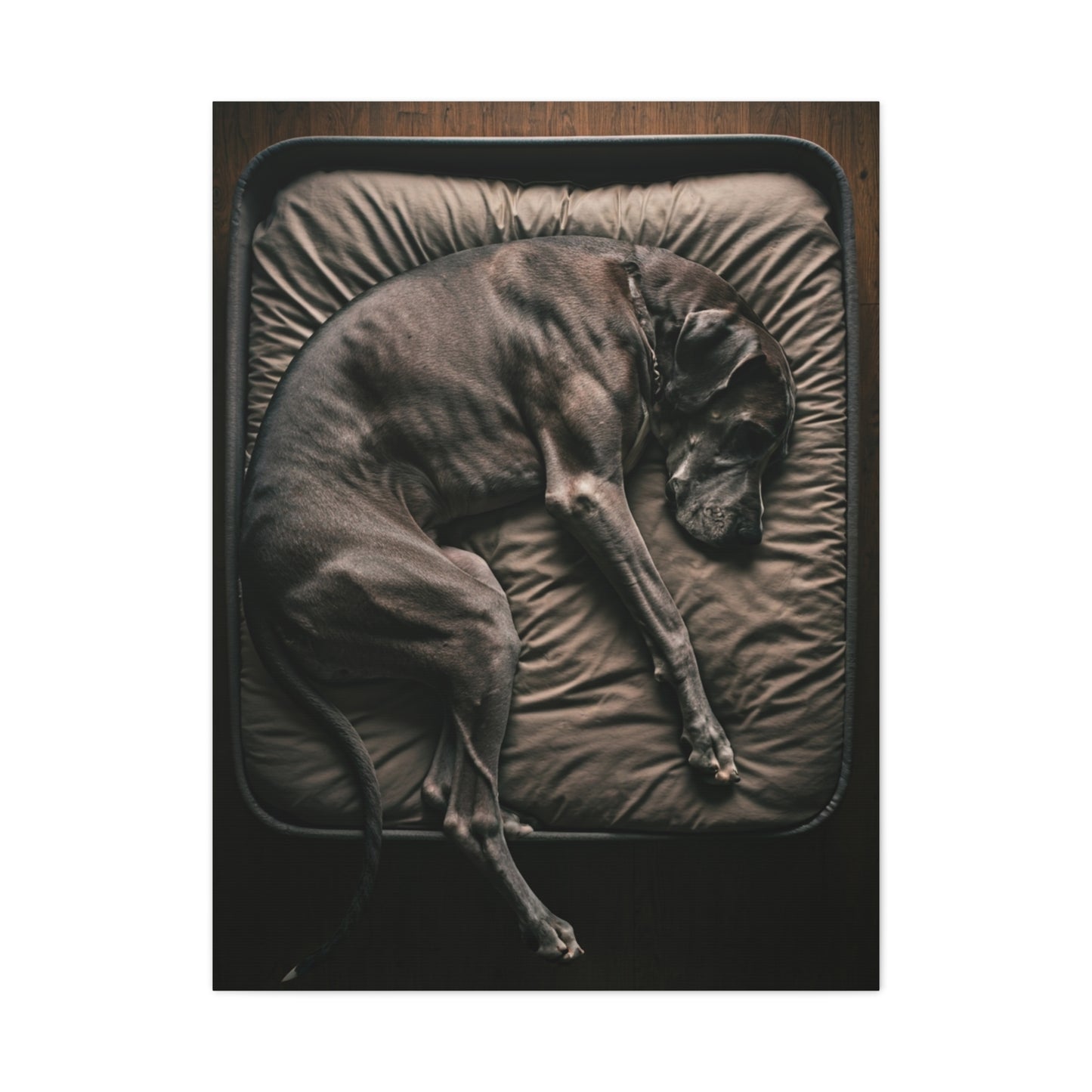 Peaceful Slumber Canine Wall Art & Canvas Print