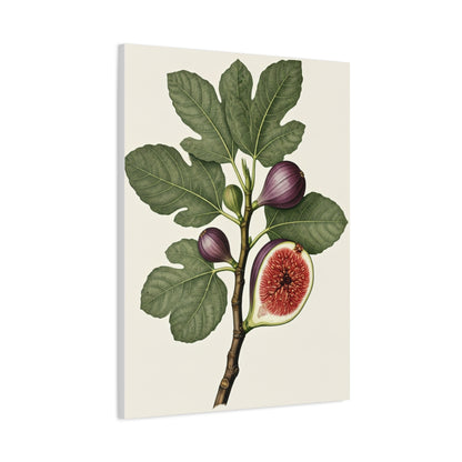 Fig Branch Illustration Wall Art & Canvas Prints