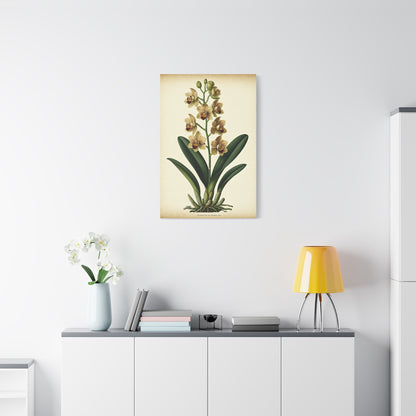 Vintage Wildflower Study Wall Art & Canvas Prints