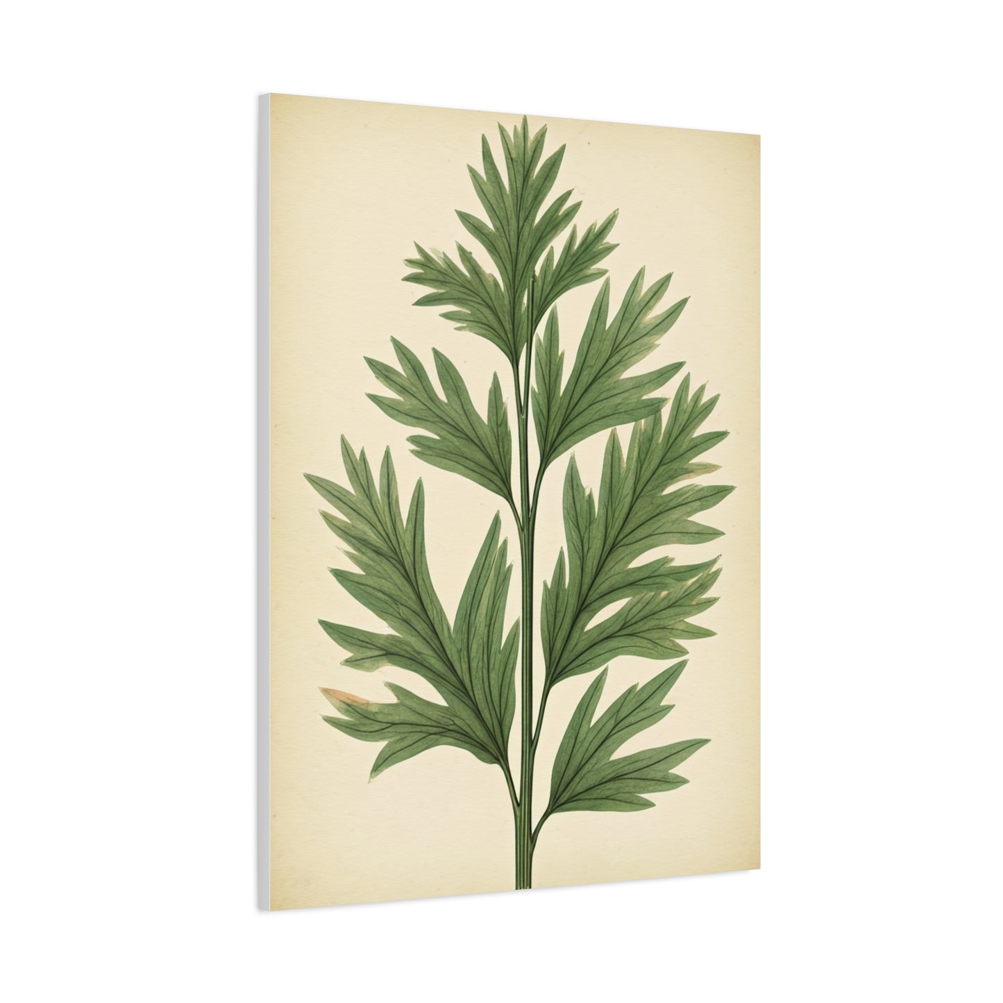 Botanical Herb Study Vintage Wall Art & Canvas Prints