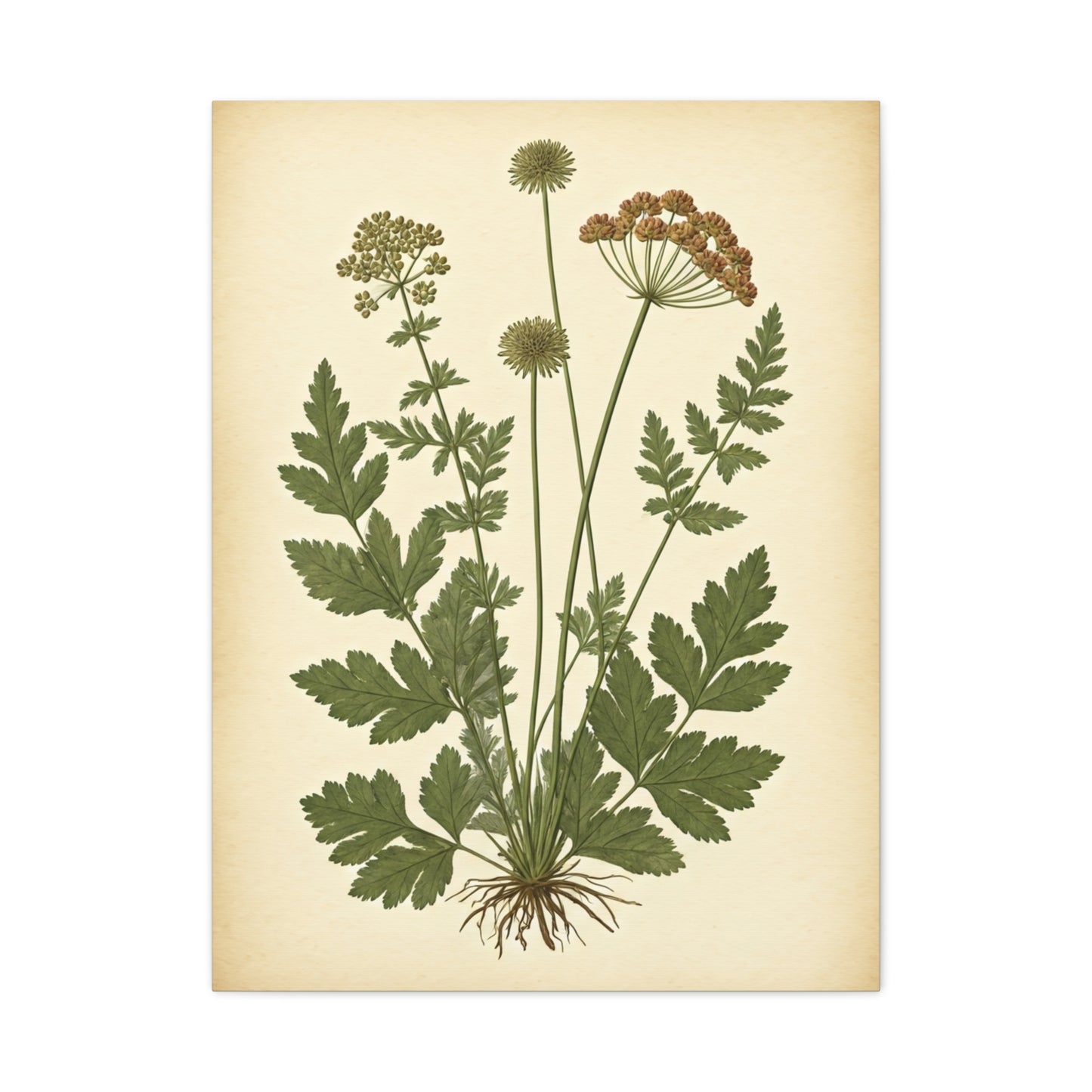 Antique Herbal Arrangement Wall Art & Canvas Prints