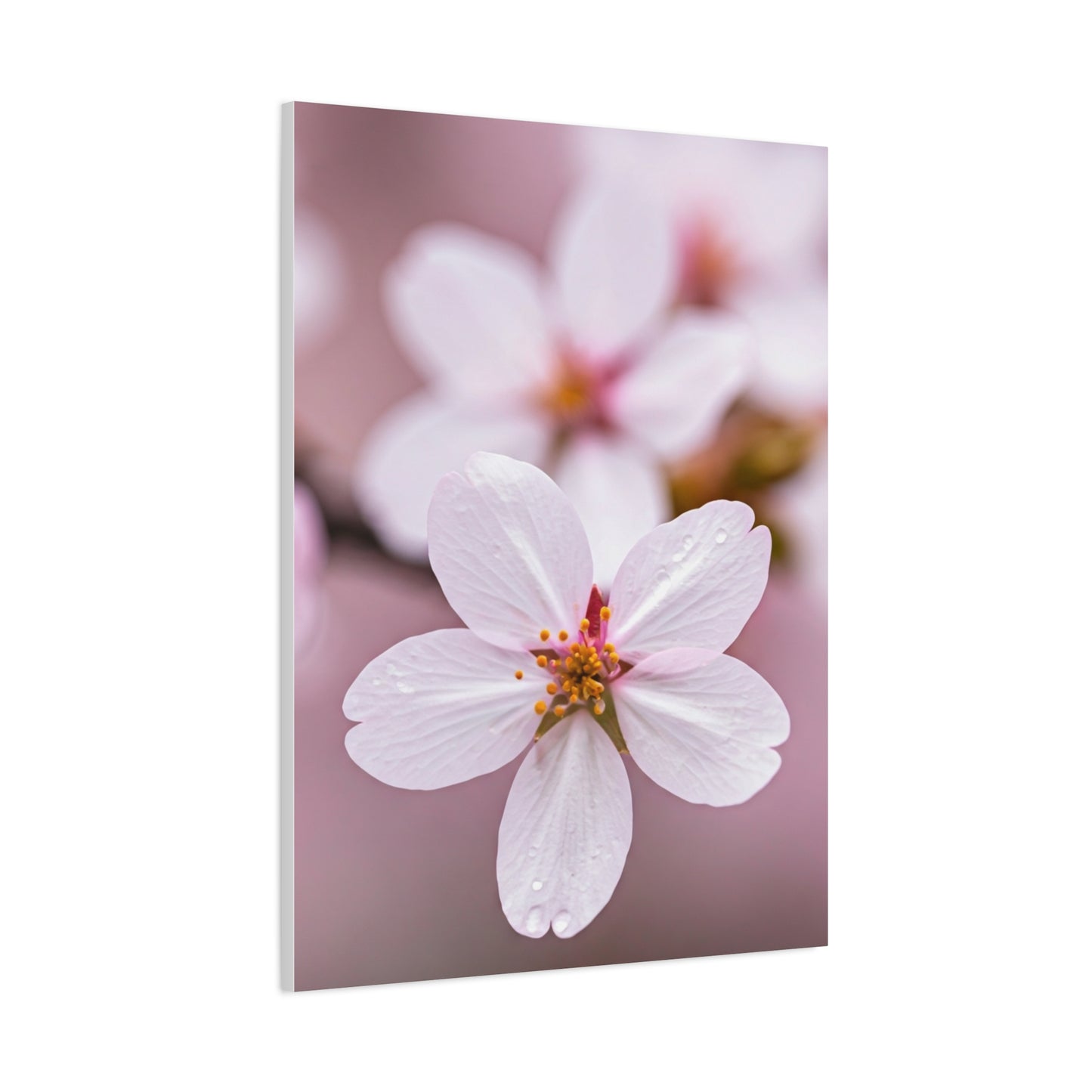 Soft Sakura Petal Macro Photography Wall Art & Canvas Prints