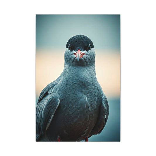 Arctic Tern Portrait Wall Art & Canvas Prints