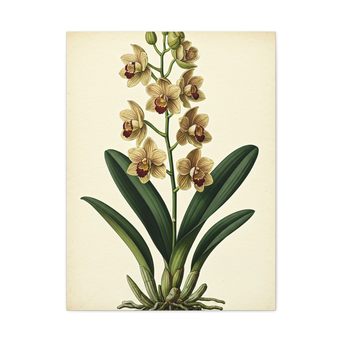 Vintage Wildflower Study Wall Art & Canvas Prints