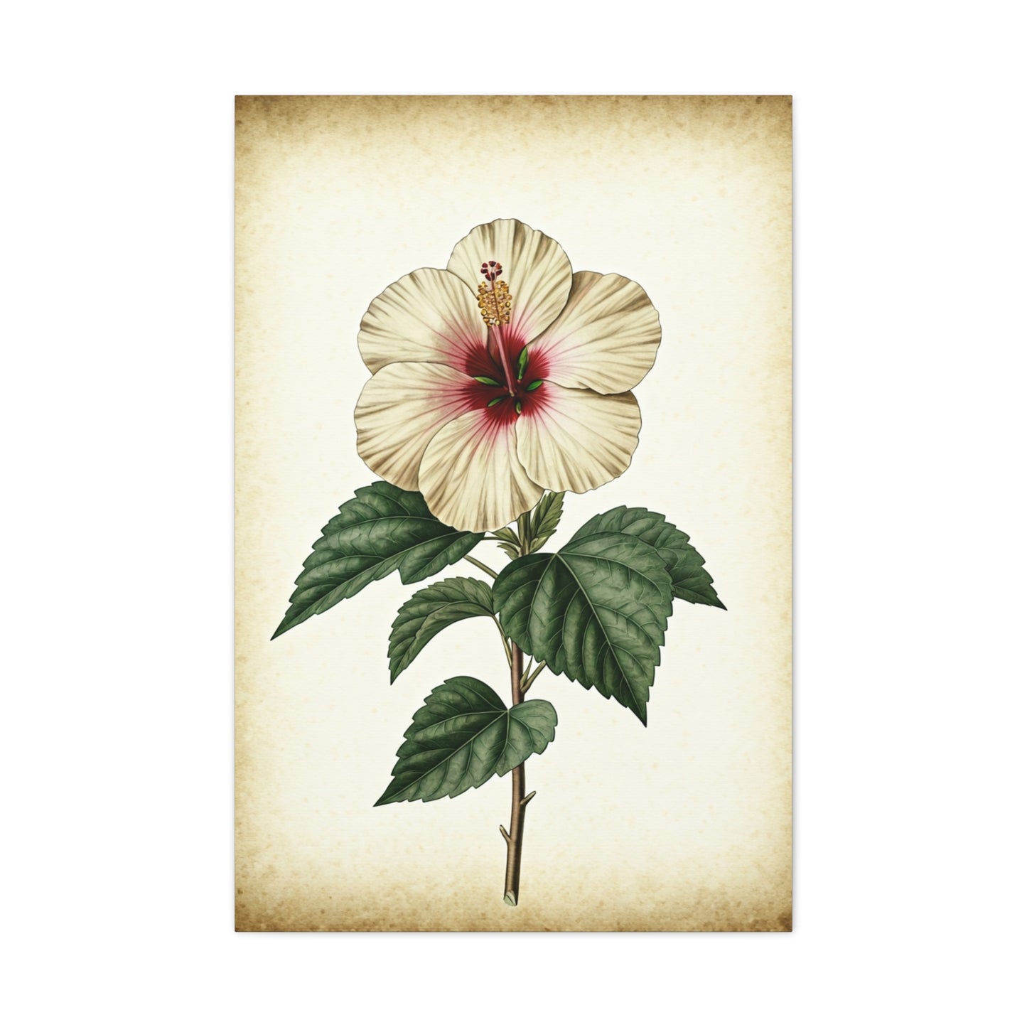 White Hibiscus Illustration Wall Art & Canvas Prints
