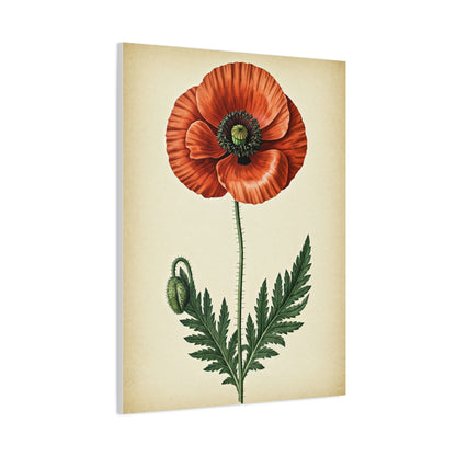 Poppy Flower Vintage Study Wall Art & Canvas Prints