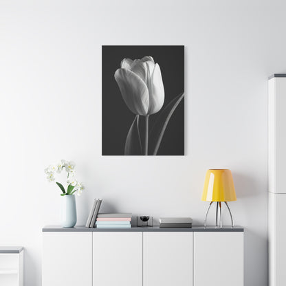 Single Tulip Elegance Monochrome Wall Art & Canvas Prints