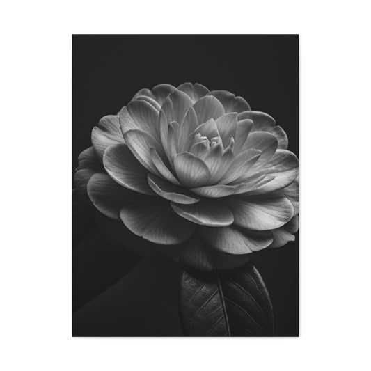 Camellia Bloom in Shadow Monochrome Wall Art & Canvas Prints