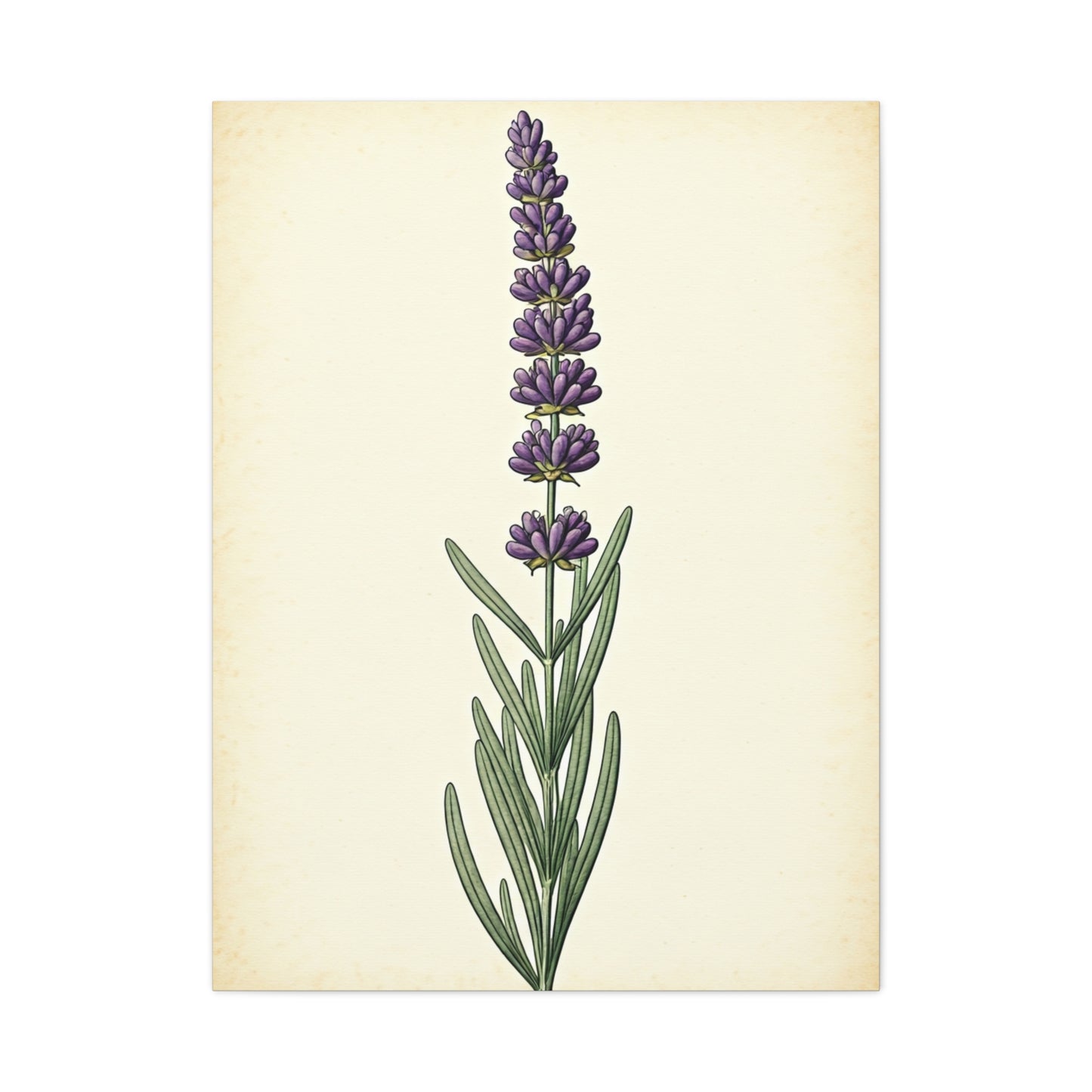 Lavender Stem Illustration Wall Art & Canvas Prints
