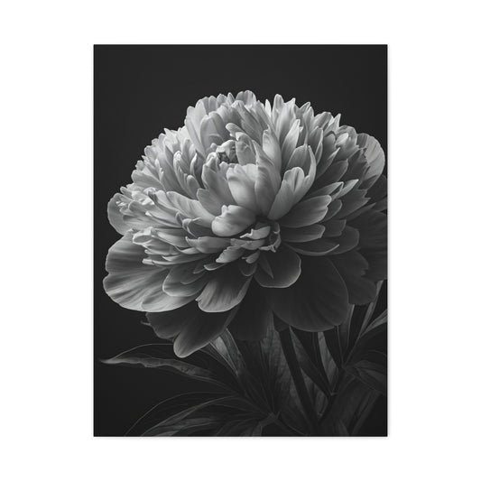 Midnight Peony Elegance Wall Art & Canvas Prints