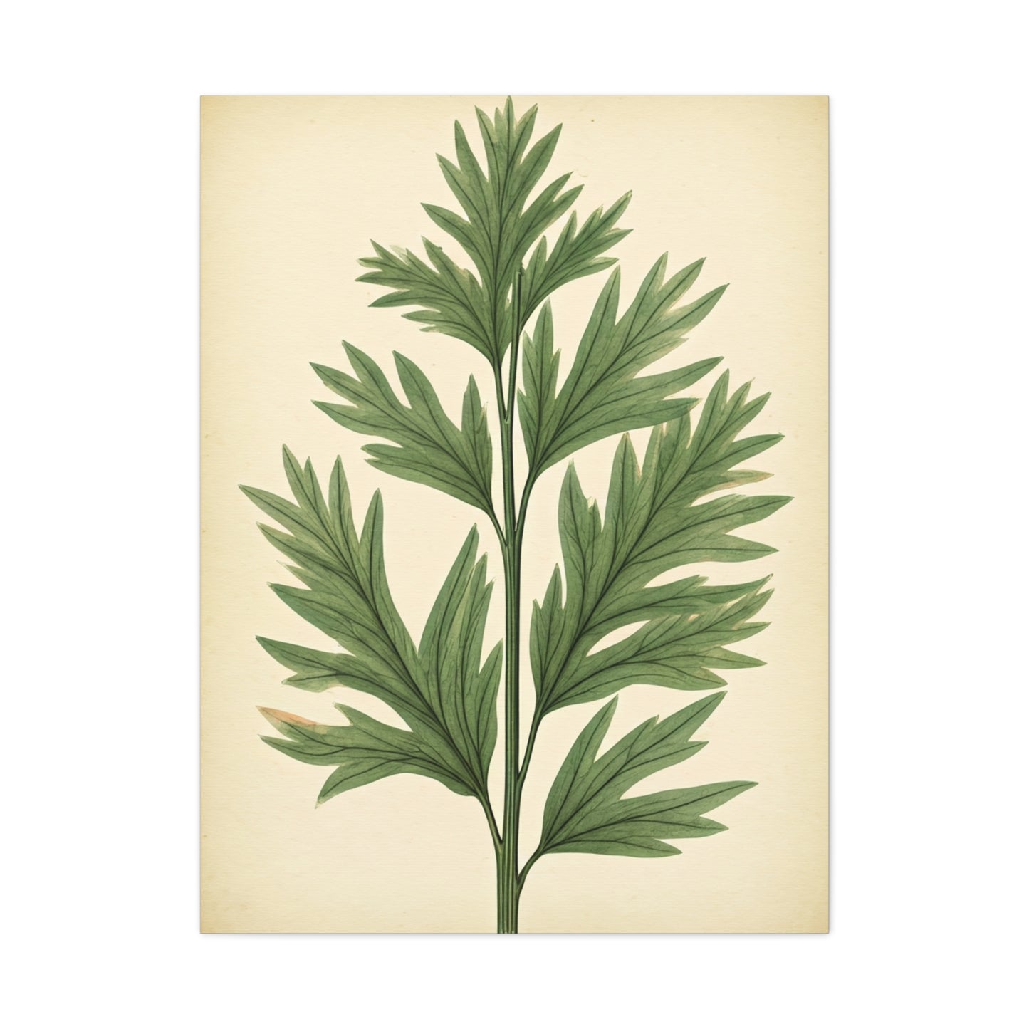 Botanical Herb Study Vintage Wall Art & Canvas Prints