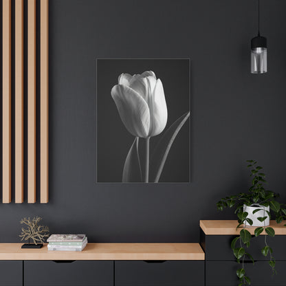 Single Tulip Elegance Monochrome Wall Art & Canvas Prints
